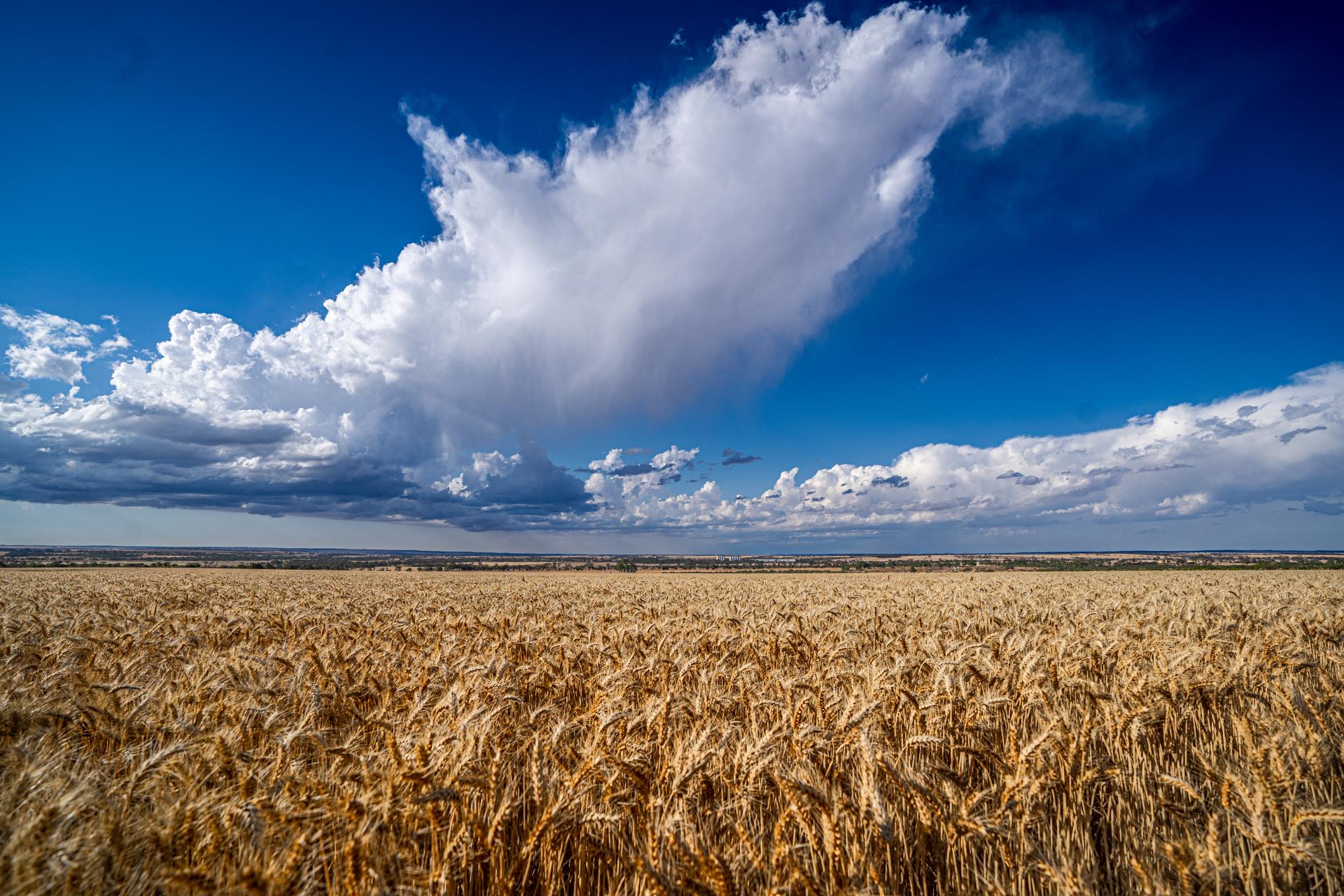 Picture: Stormy Skies & Crop